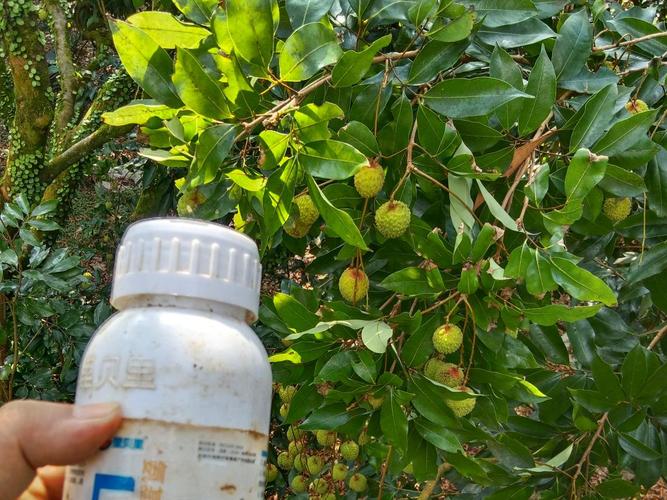 水溶肥正确使用指南