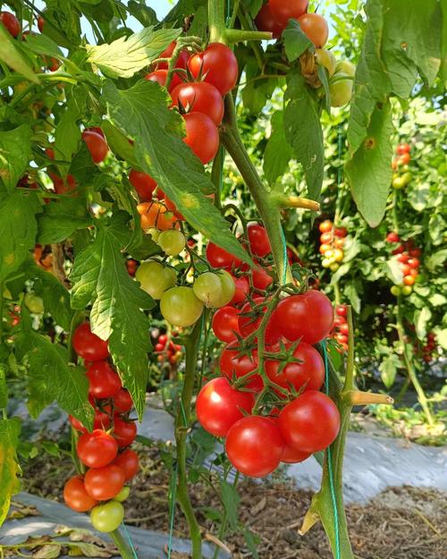 种植户必看:2026大量元素水溶肥实用指南,选对肥才能稳增产不踩坑