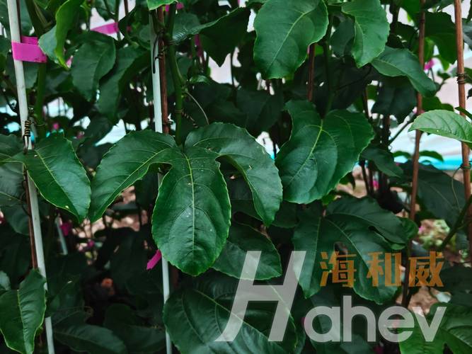 高磷水溶肥对百香果的作用,种植户必看
