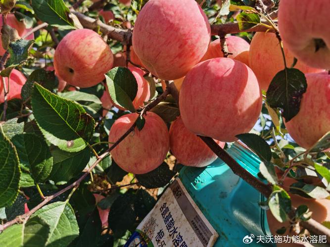 水溶肥与复合肥究竟哪个更好?原来我们都错了!