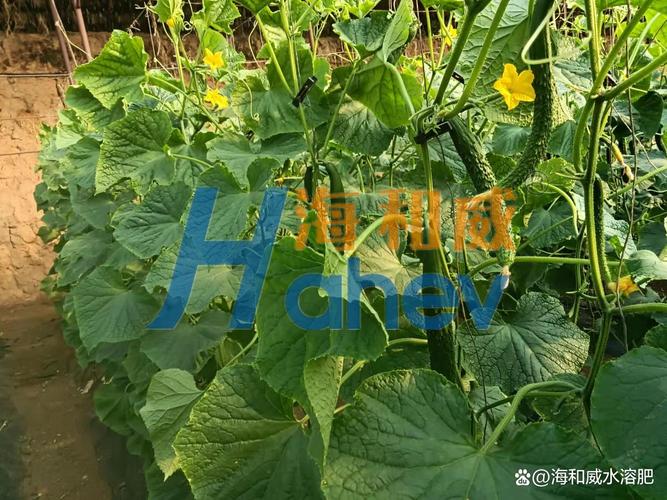 水溶肥,这些特征告诉你什么是好产品